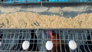 Telur dari ayam Arab petelur