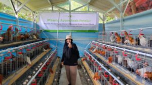 Kandang ayam Arab petelur 