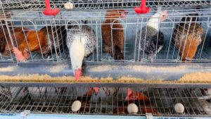 Ternak ayam Arab petelur di Desa Pabuaran , Kemang, Bogor